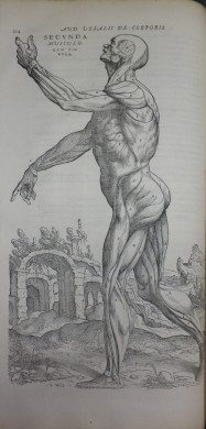 Print image of the muscular anatomy of a side facing man.