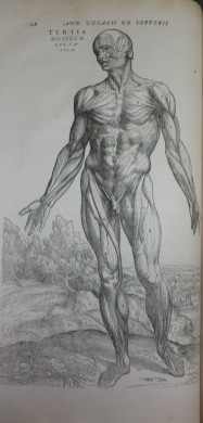 Print image of the muscular anatomy of a forward facing man.